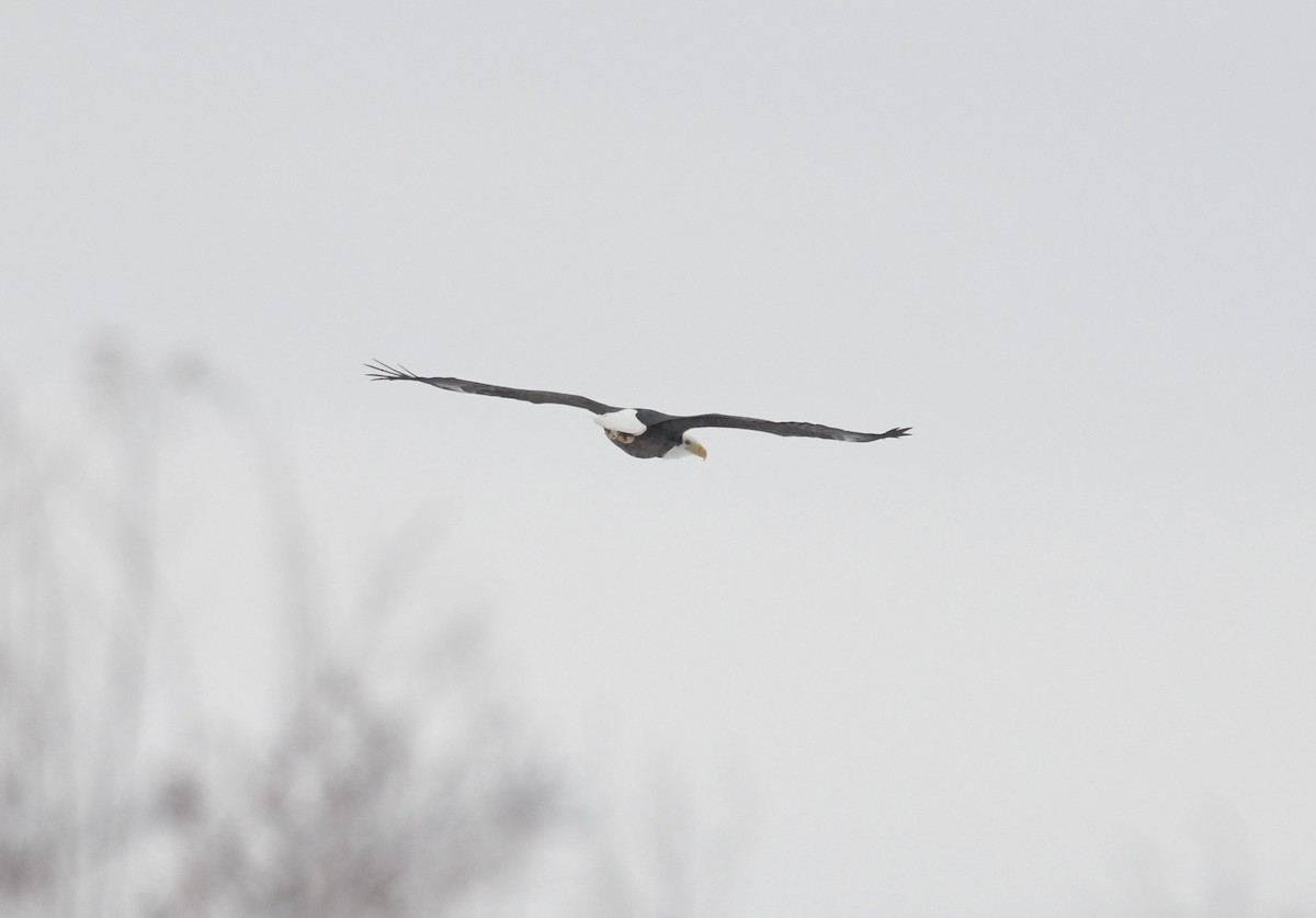 hvithodehavørn - ML646930020