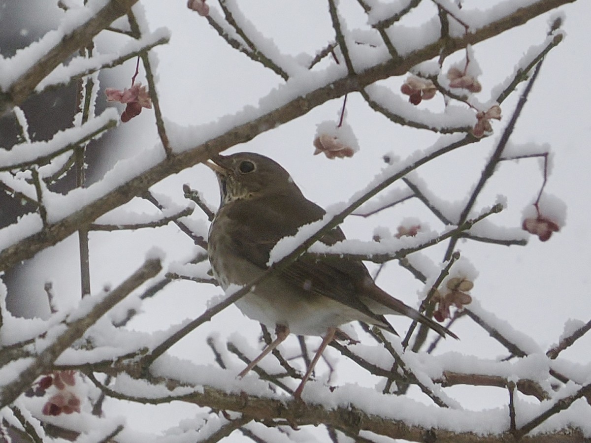 Hermit Thrush - ML646930021