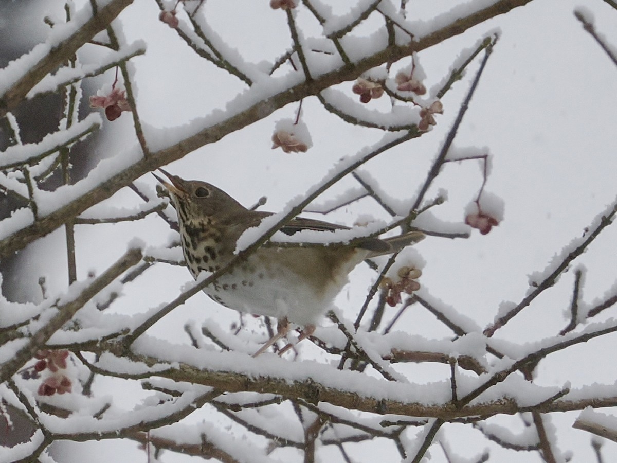 Hermit Thrush - ML646930022