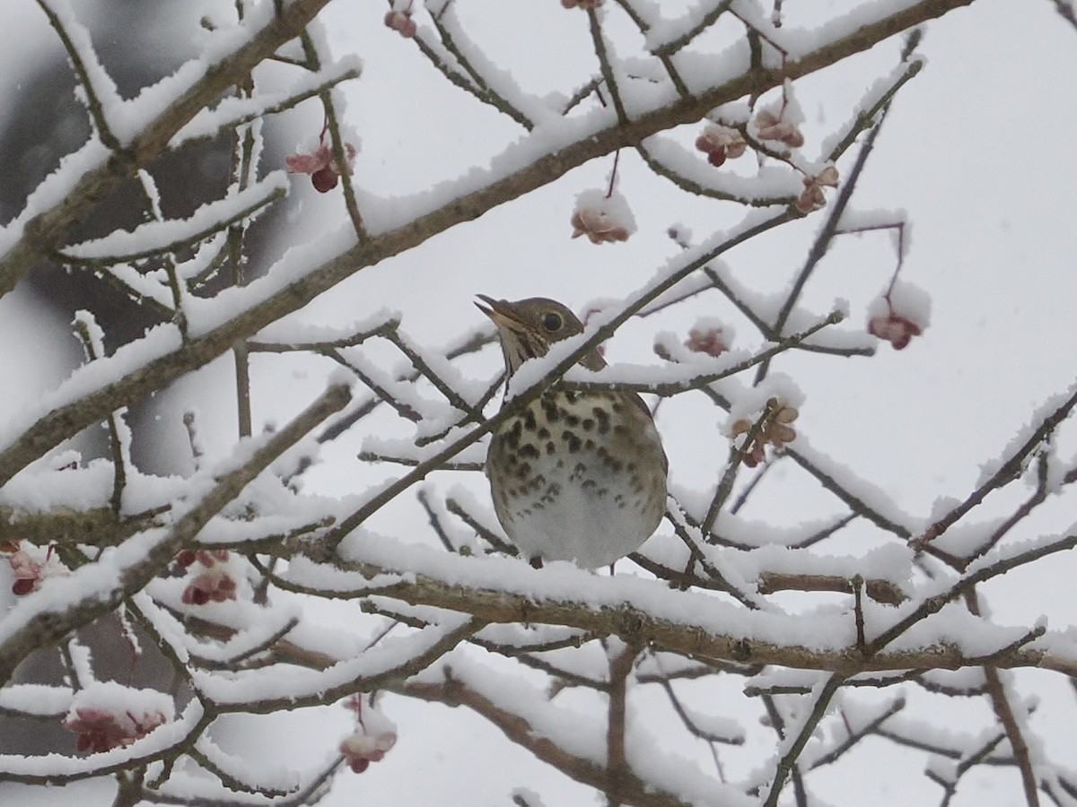 Hermit Thrush - ML646930023