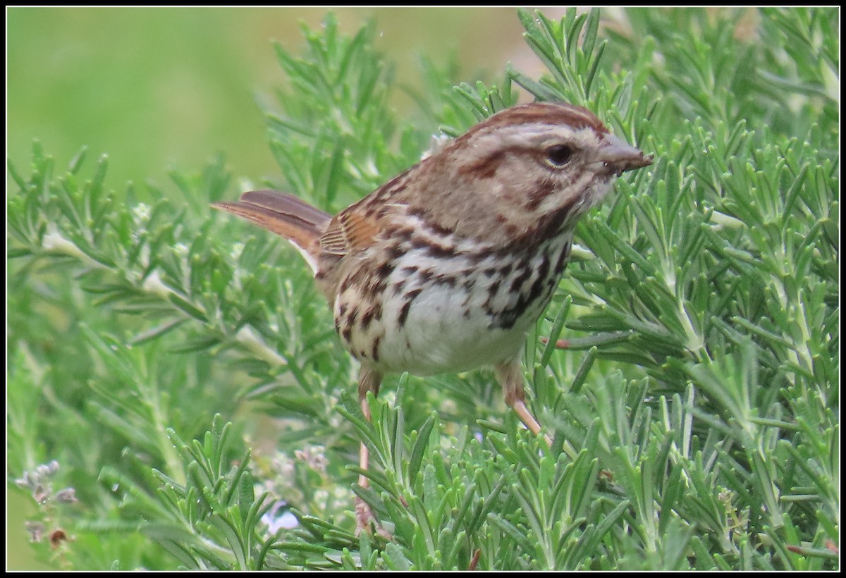 Пасовка співоча - ML646930024