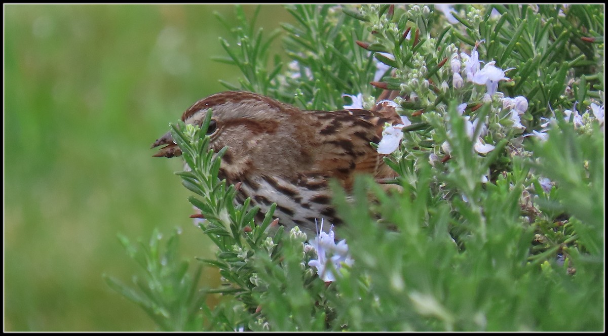 Пасовка співоча - ML646930025