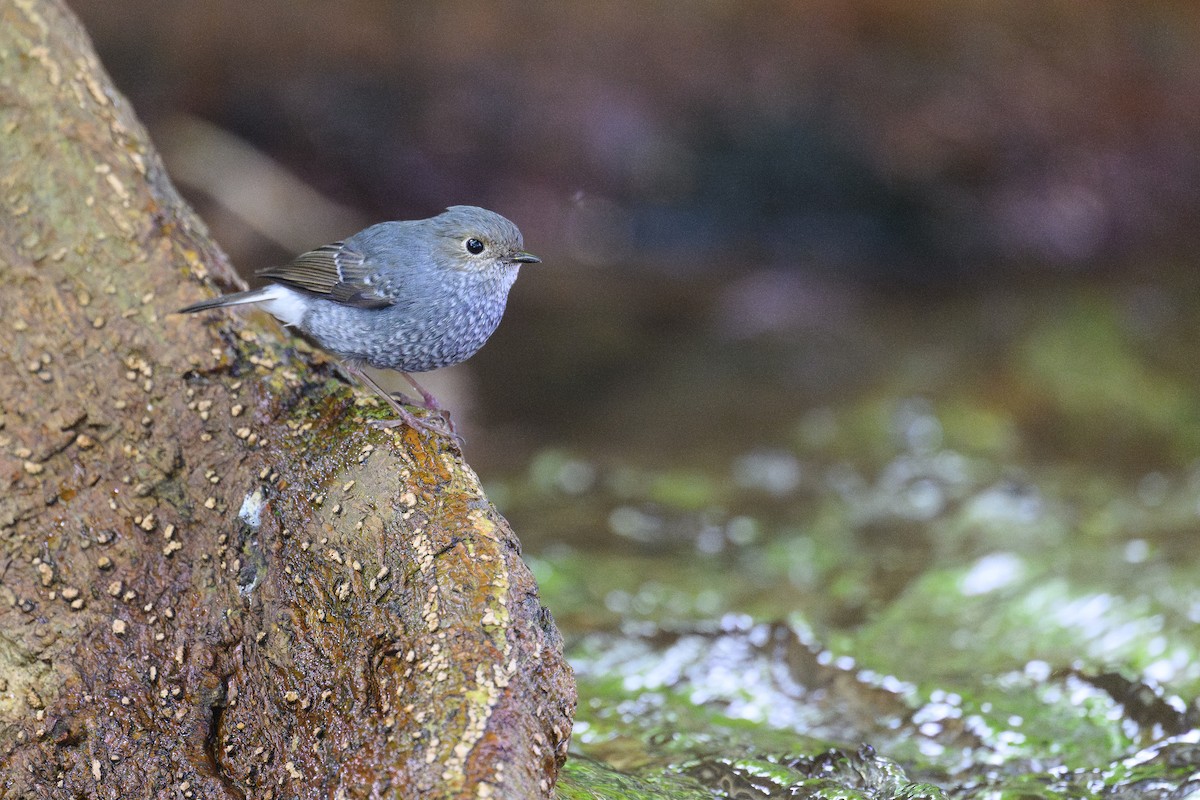 Plumbeous Redstart - ML646930026