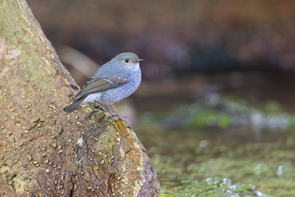 Plumbeous Redstart - ML646930028