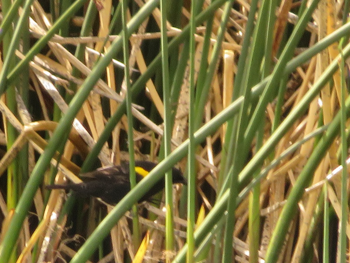 Yellow-winged Blackbird - ML646930034