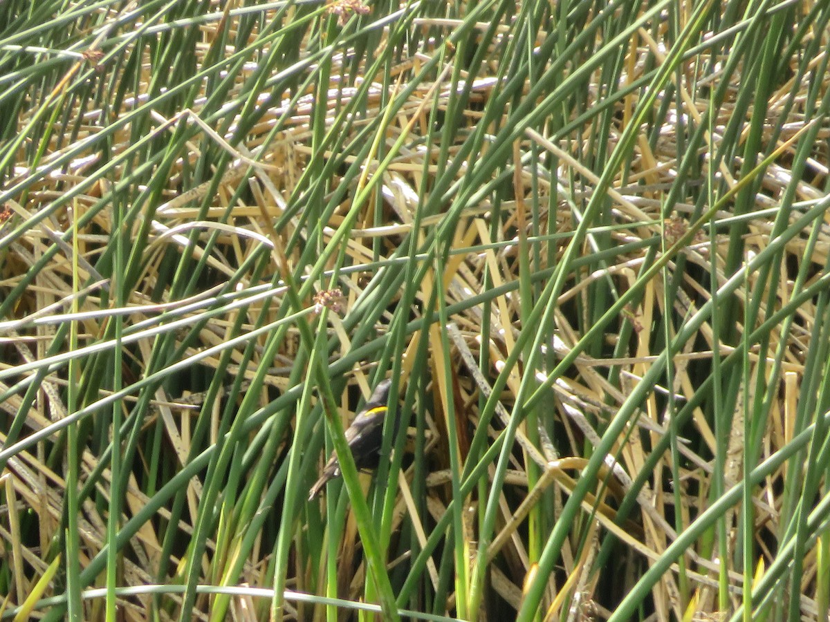 Yellow-winged Blackbird - ML646930035