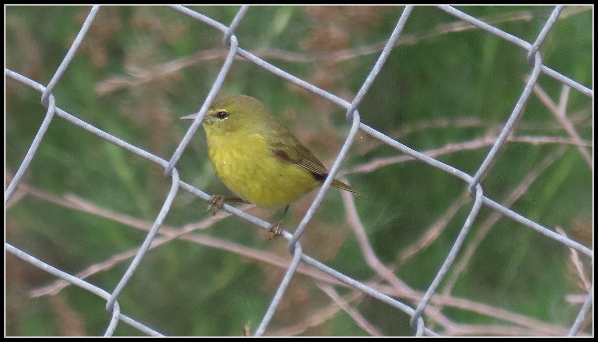 Червоїд оливковий - ML646930036