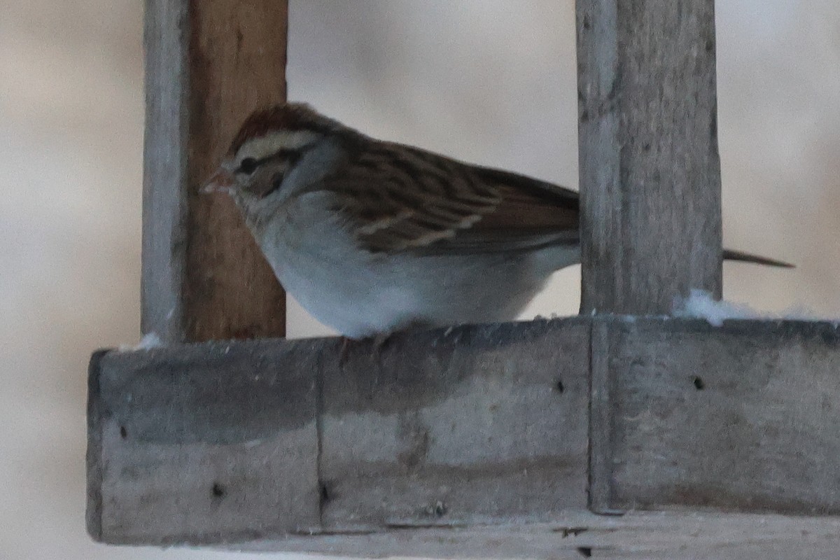 brunissespurv - ML646930037