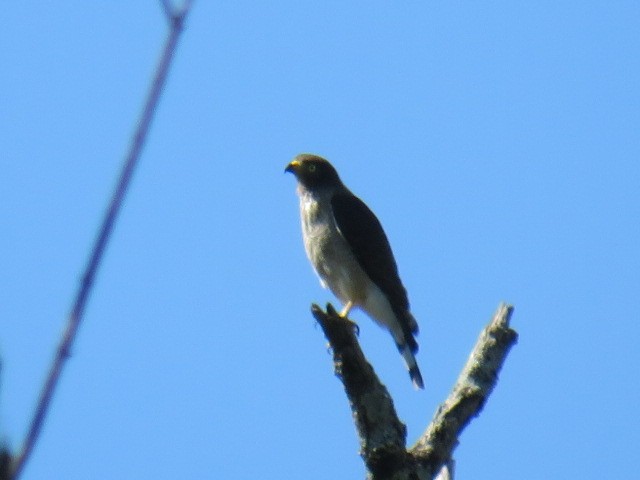 Roadside Hawk - ML646930040