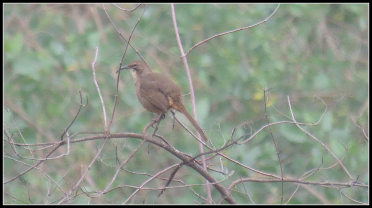California Thrasher - ML646930053