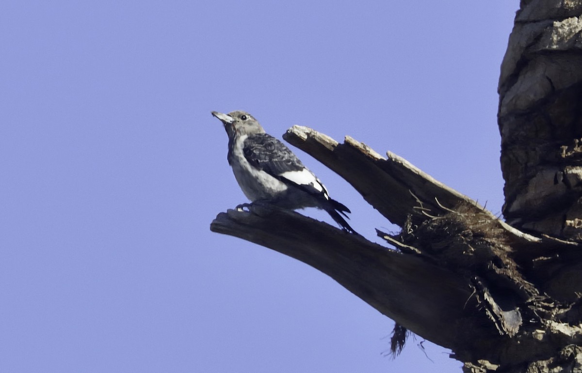 Red-headed Woodpecker - ML646930054