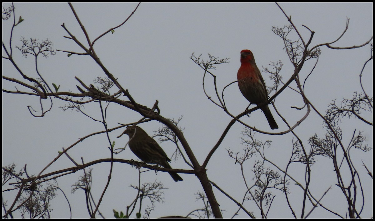 Чечевиця садова - ML646930061