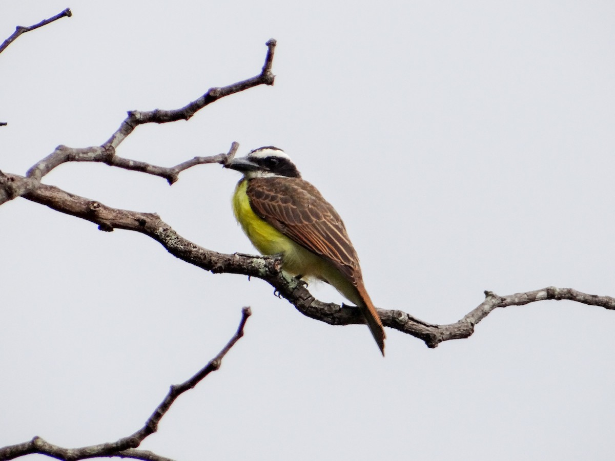 Boat-billed Flycatcher - ML646930063