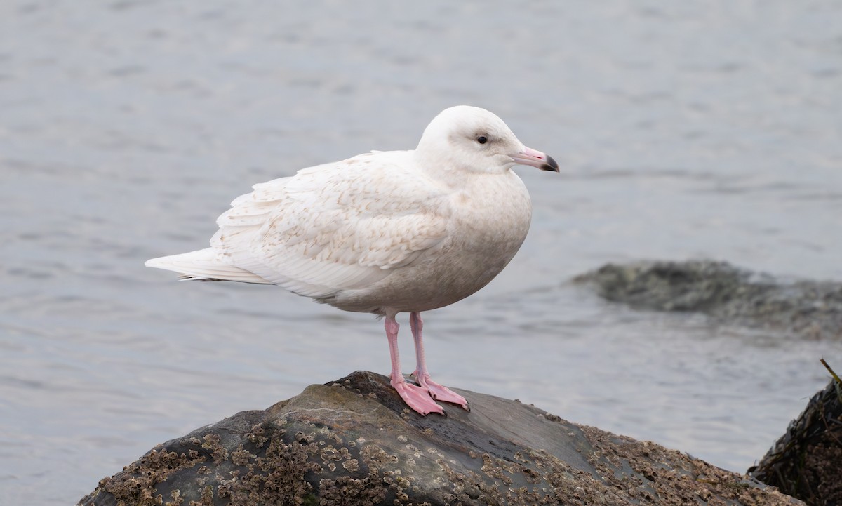 Glaucous Gull - ML646930066