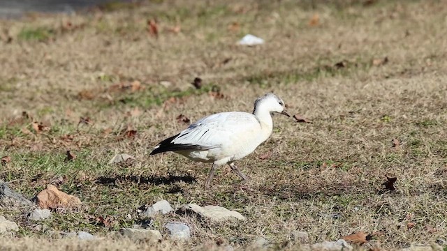 ハクガン／ヒメハクガン - ML646930067