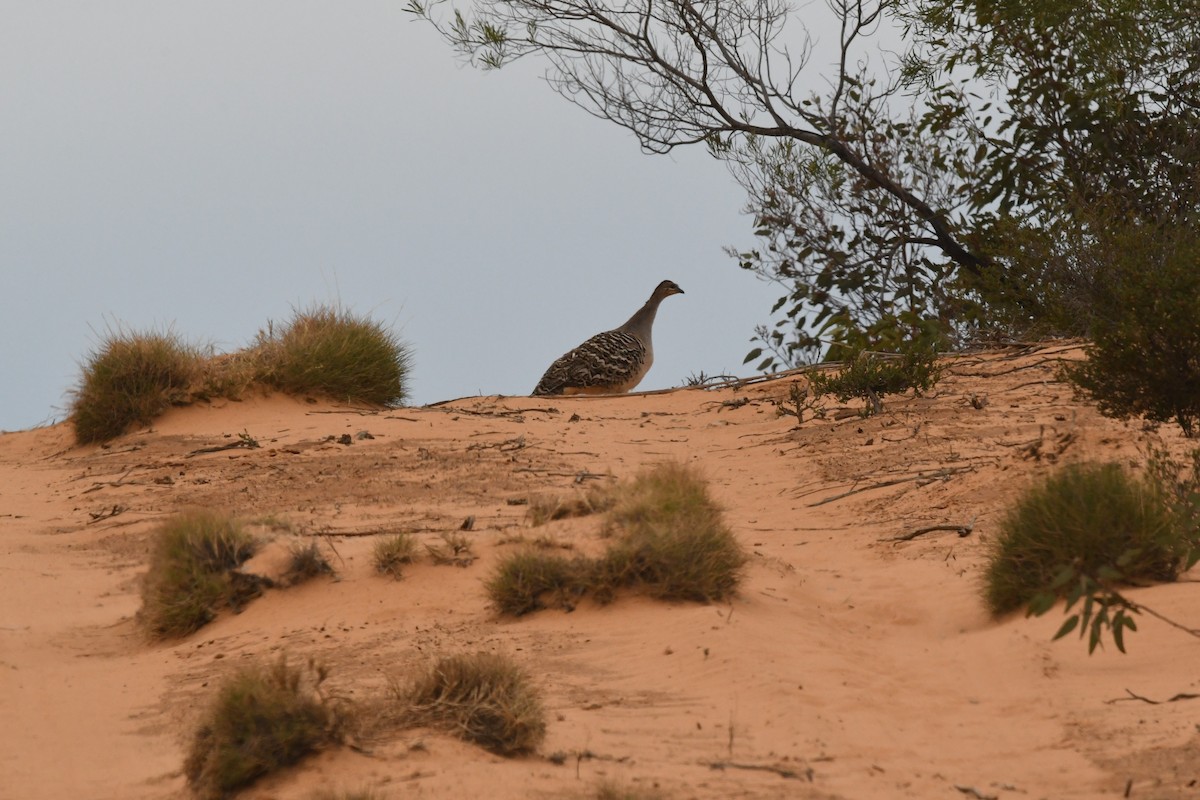 Malleefowl - ML646930081