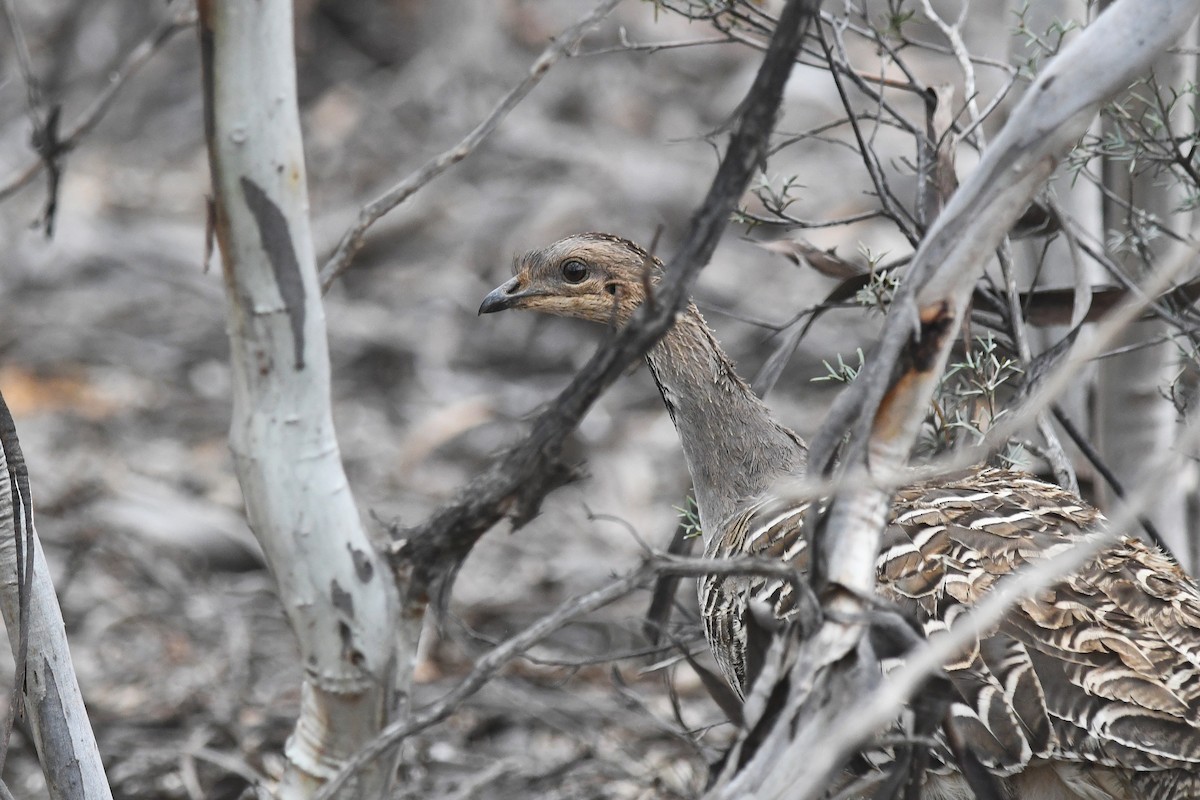 Malleefowl - ML646930082
