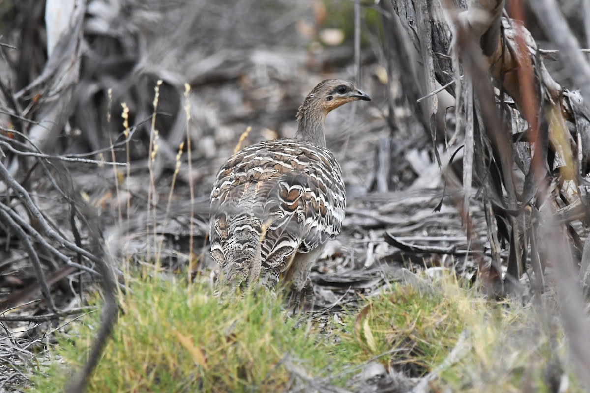 Malleefowl - ML646930083