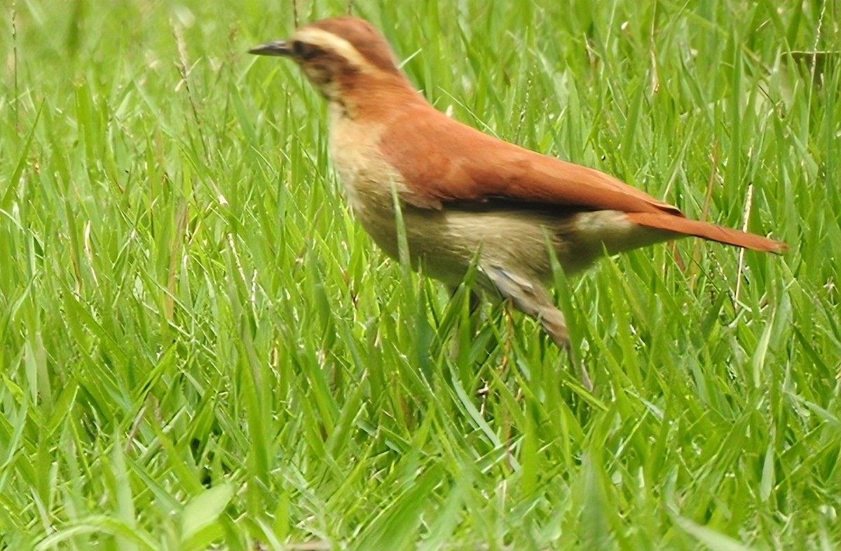 Wing-banded Hornero - ML646930084