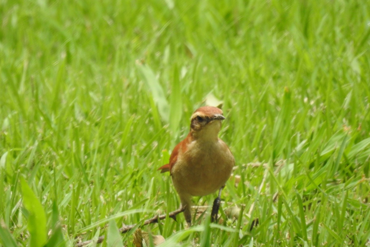 Wing-banded Hornero - ML646930085