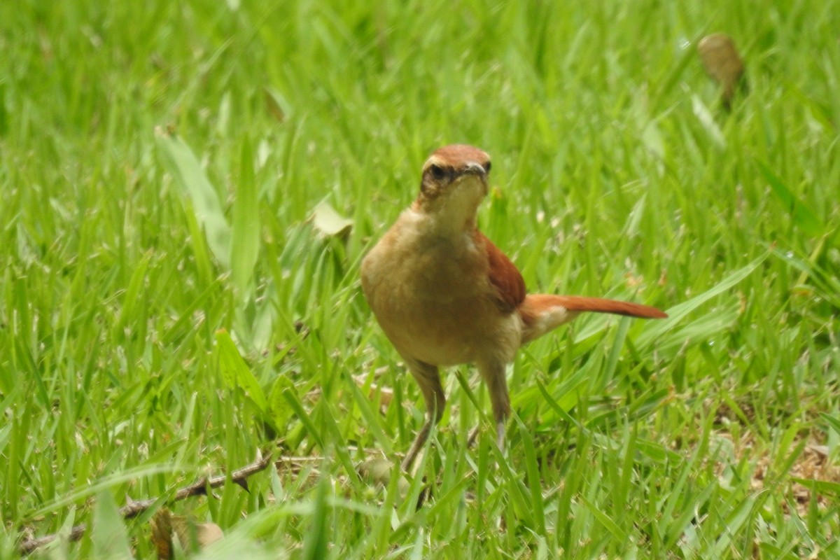 Wing-banded Hornero - ML646930086