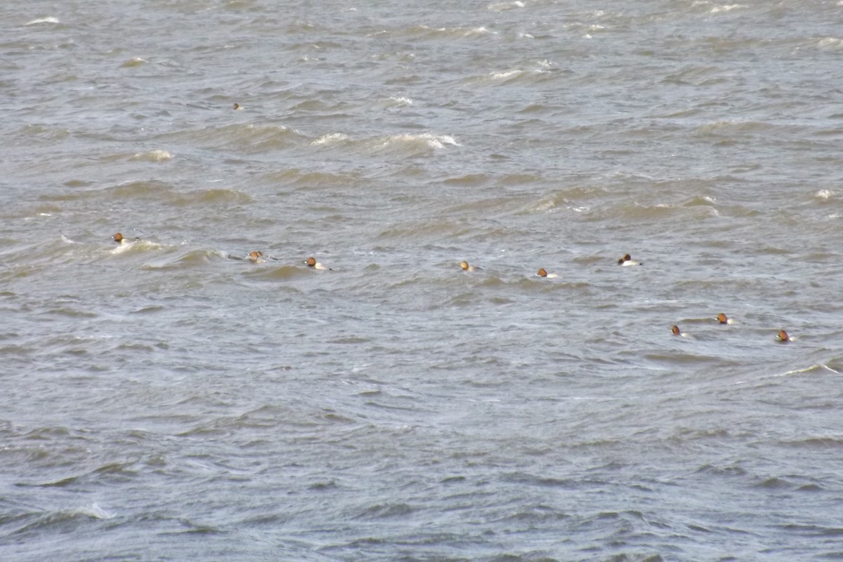 Common Pochard - ML646930101