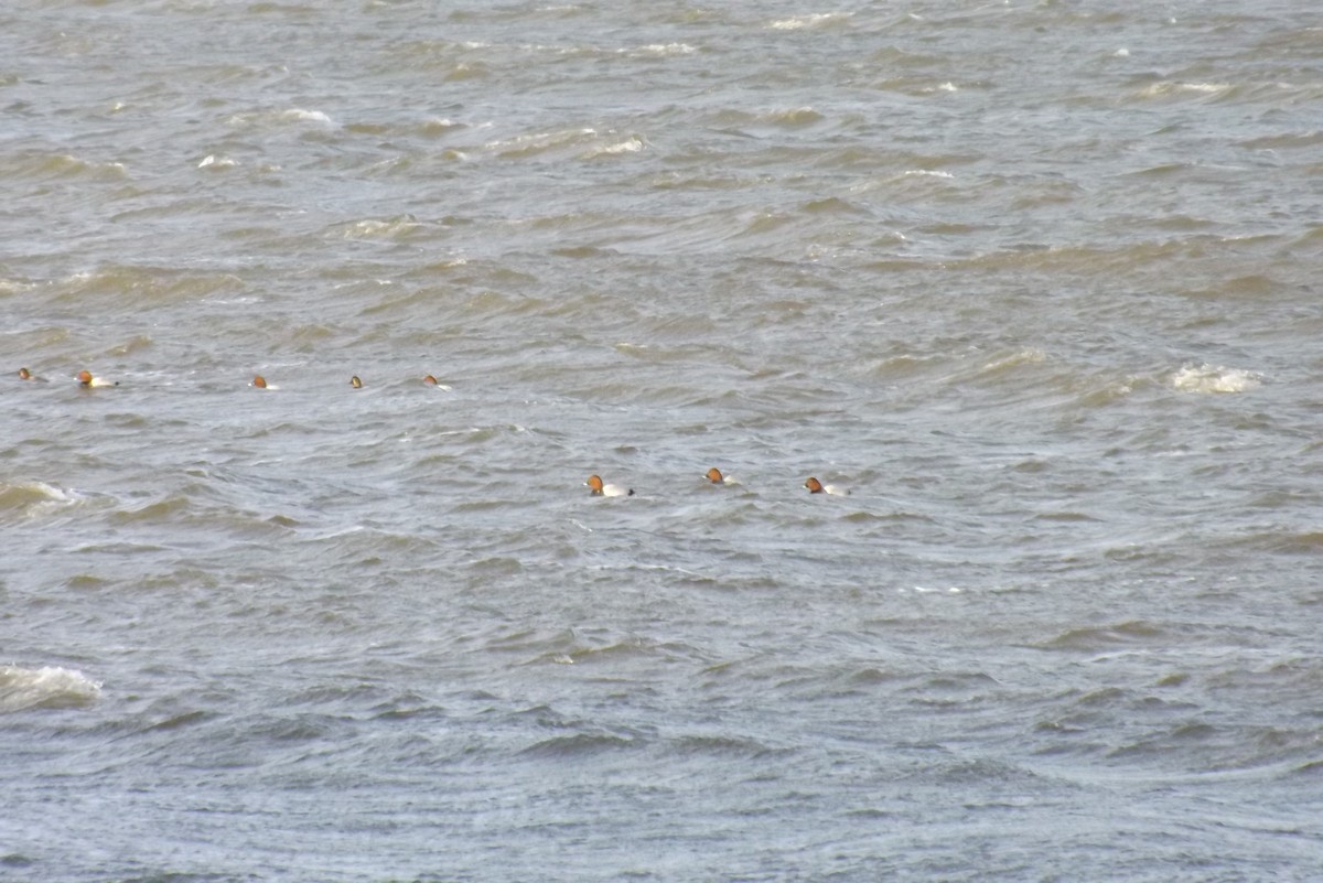 Common Pochard - ML646930102