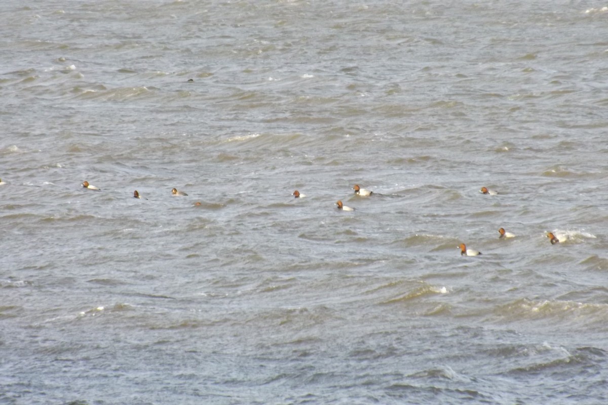 Common Pochard - ML646930103