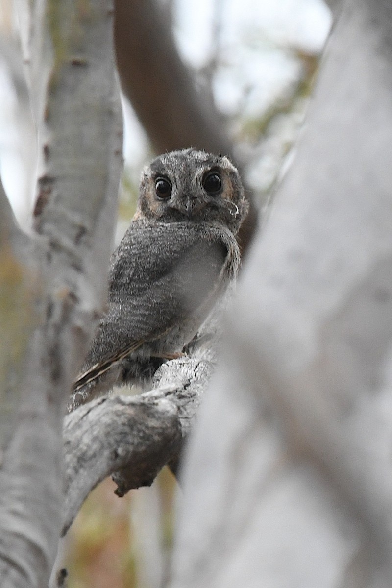 Australian Owlet-nightjar - ML646930106