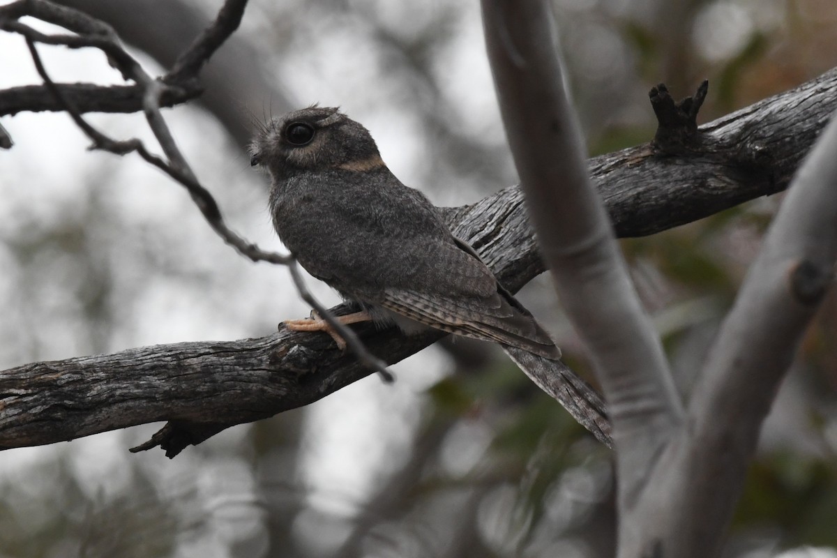 Australian Owlet-nightjar - ML646930107