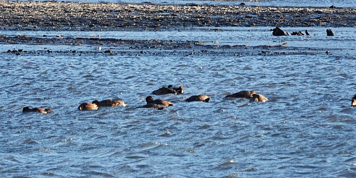 オカヨシガモ - ML646930115