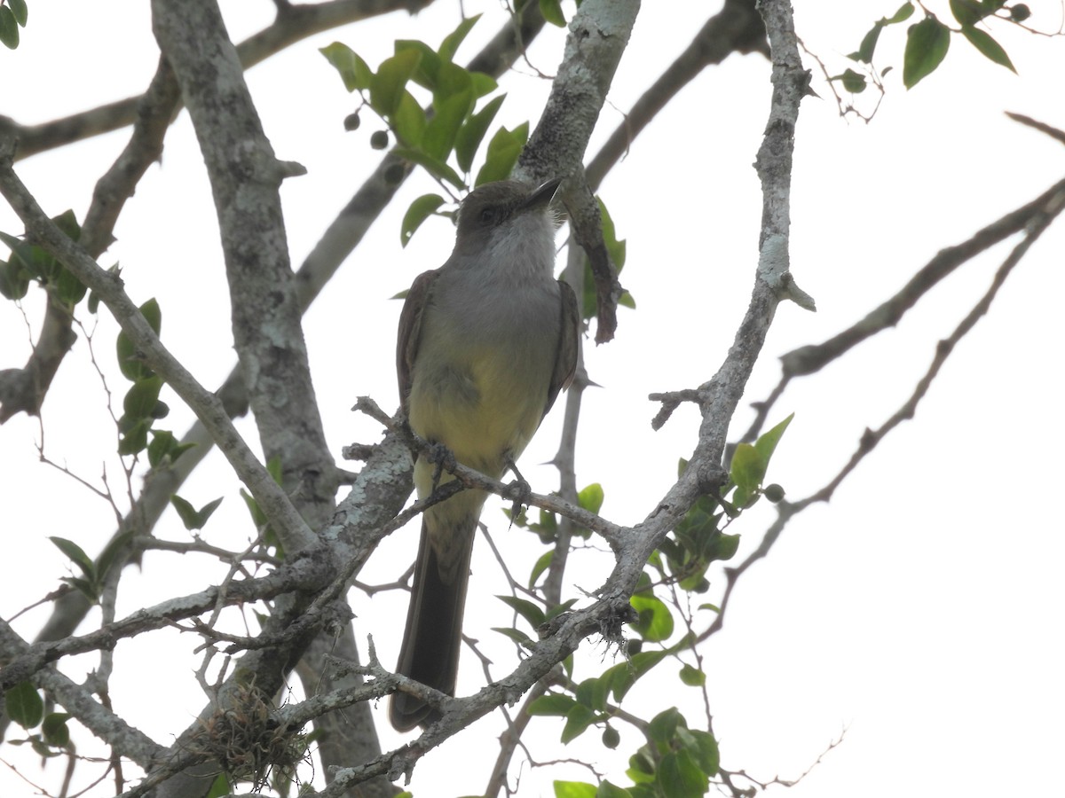 Swainson's Flycatcher - ML646930129