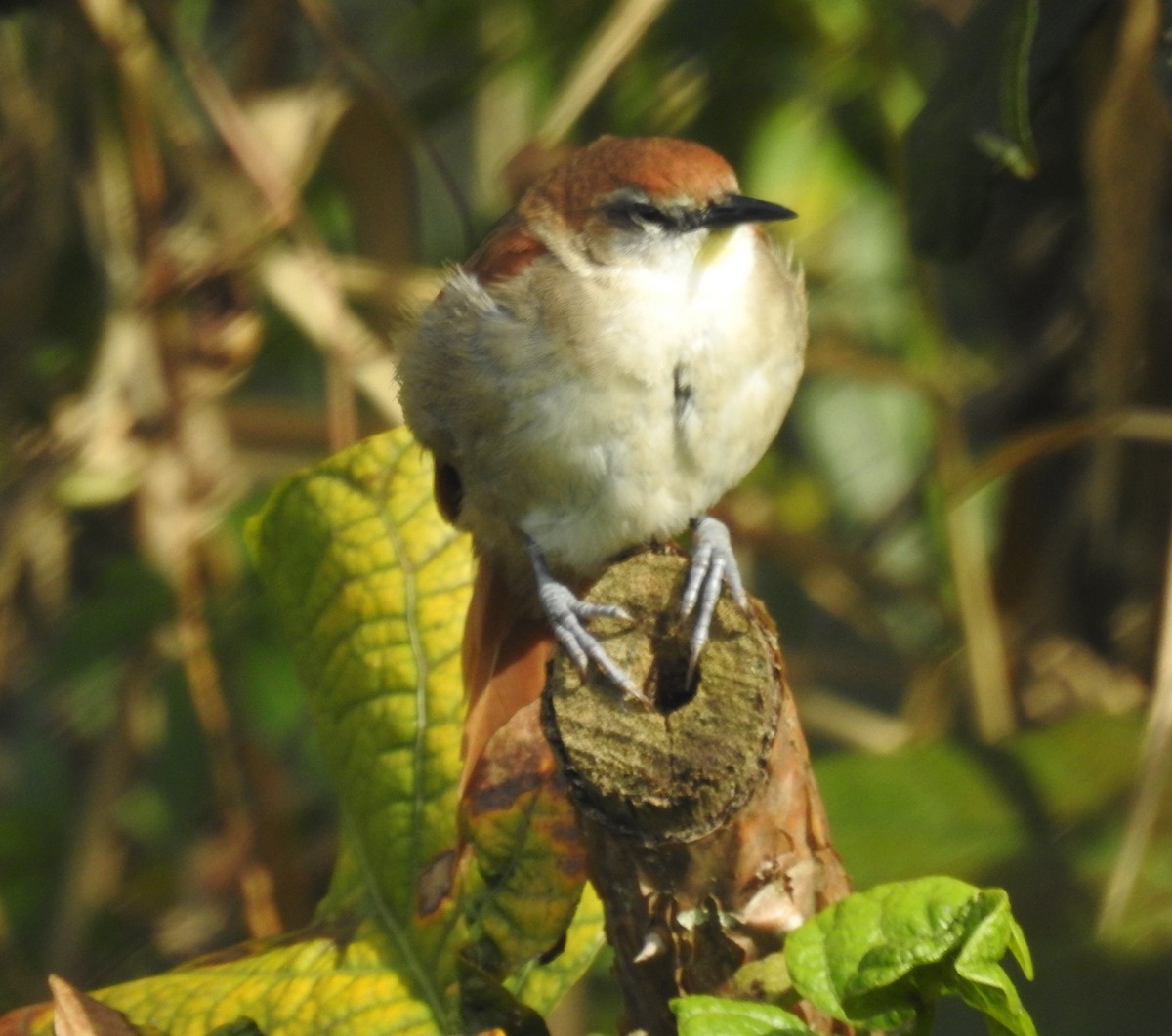 Yellow-chinned Spinetail - ML646930130
