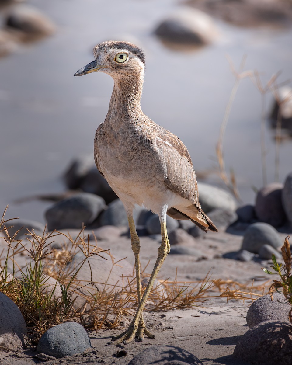 Peruvian Thick-knee - ML646930136