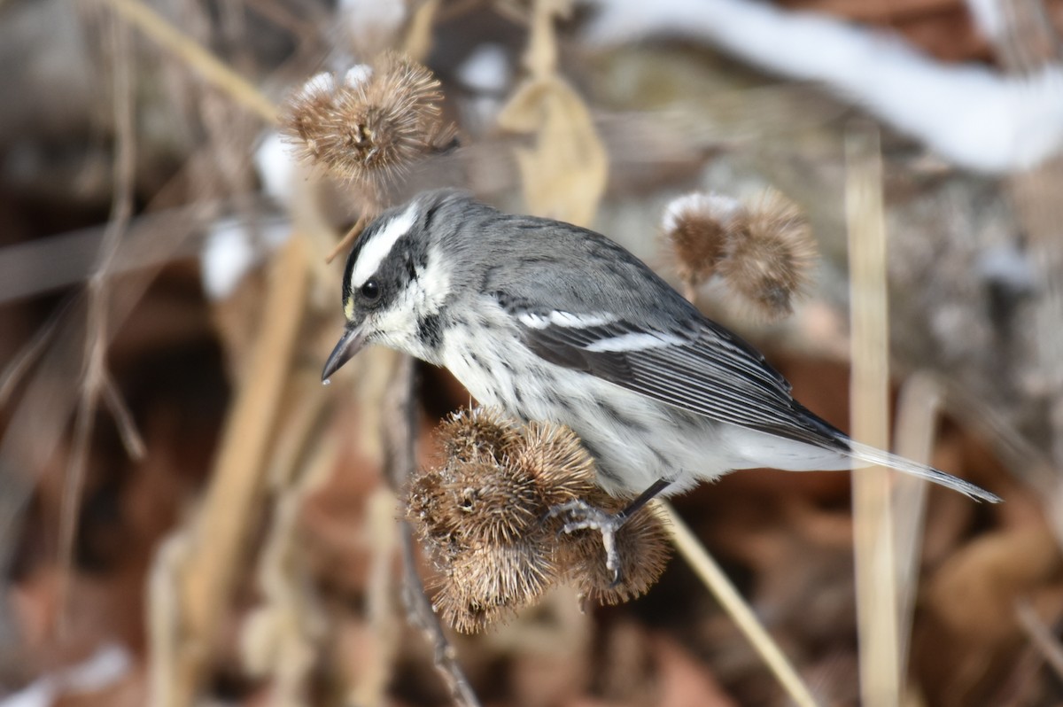 Kara Şeritli Ötleğen - ML646930145