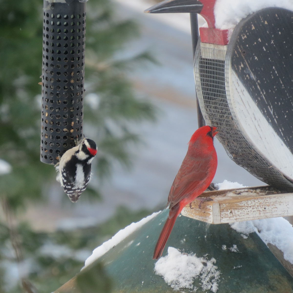 Downy Woodpecker - ML646930149