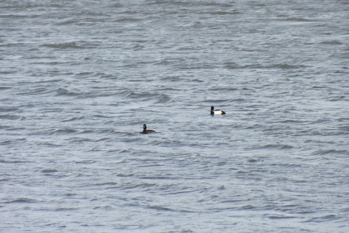 polák chocholačka - ML646930153