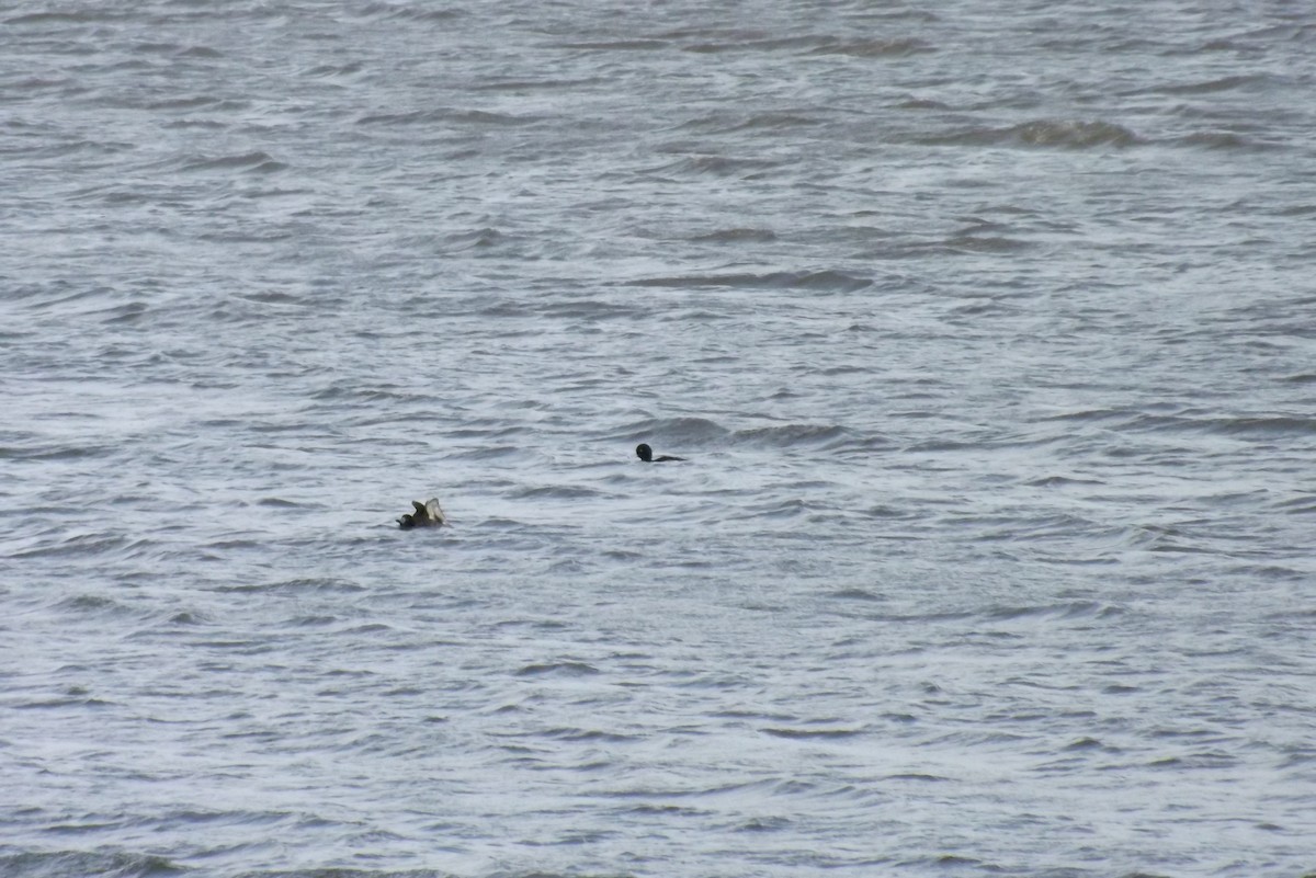 polák chocholačka - ML646930154