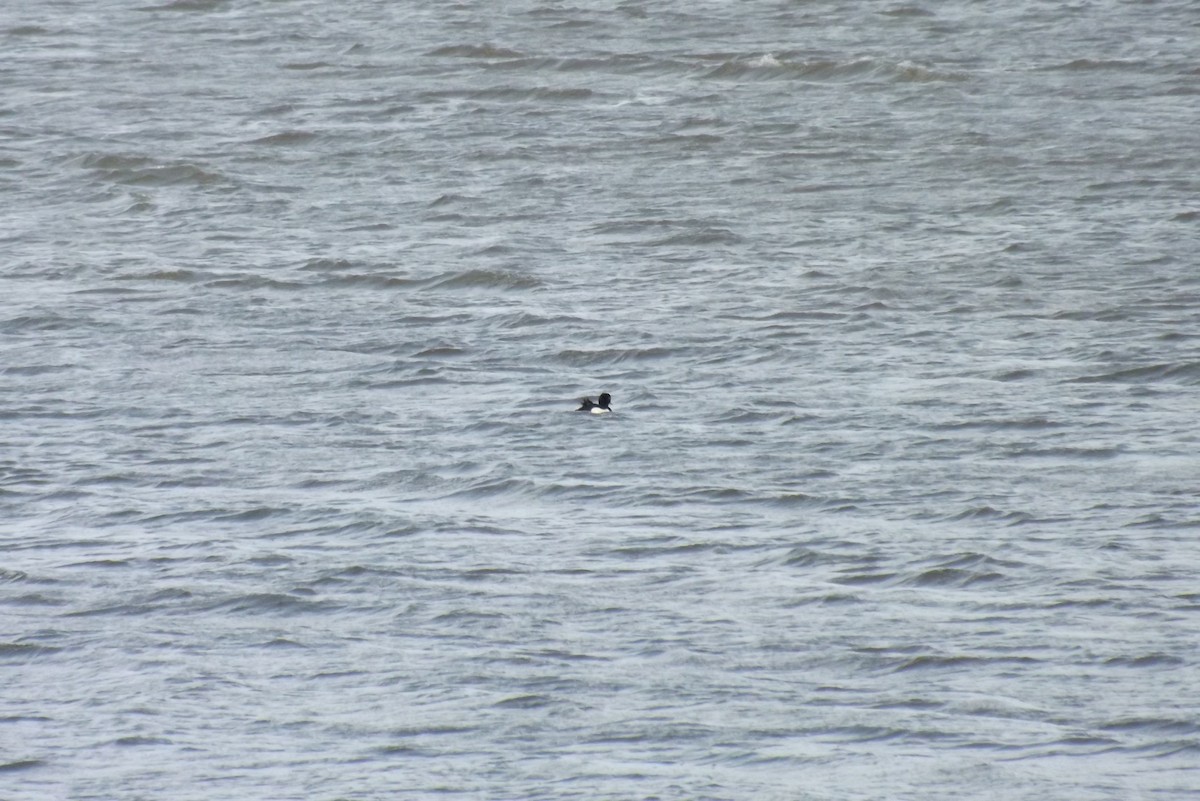 polák chocholačka - ML646930155