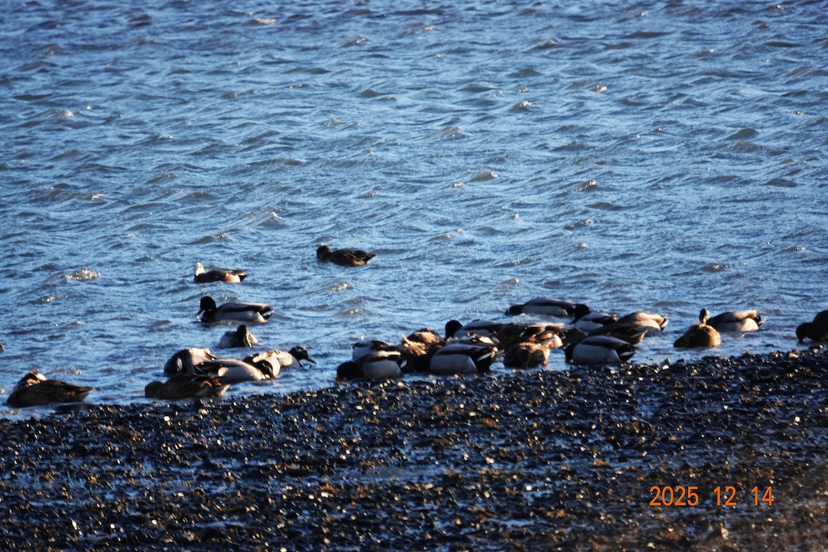 マガモ - ML646930156