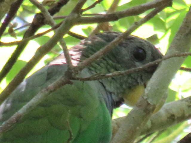 Scaly-headed Parrot - ML646930160