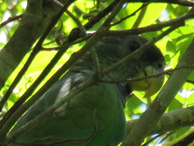 Scaly-headed Parrot - ML646930161