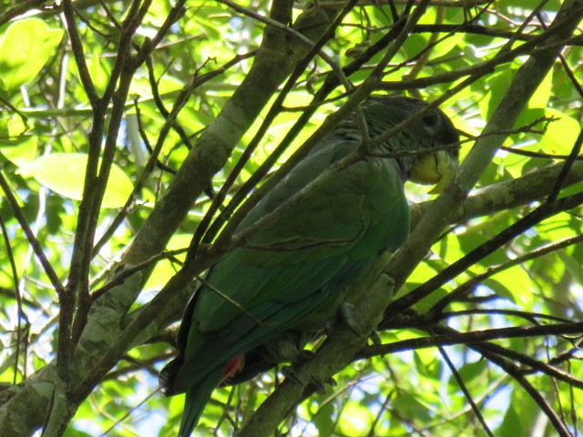 Scaly-headed Parrot - ML646930162