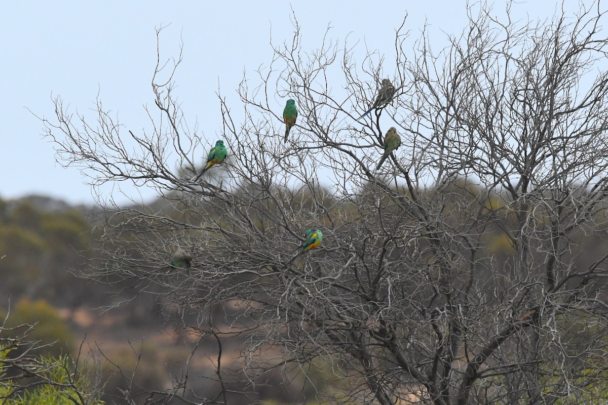 Mulga Parrot - ML646930165