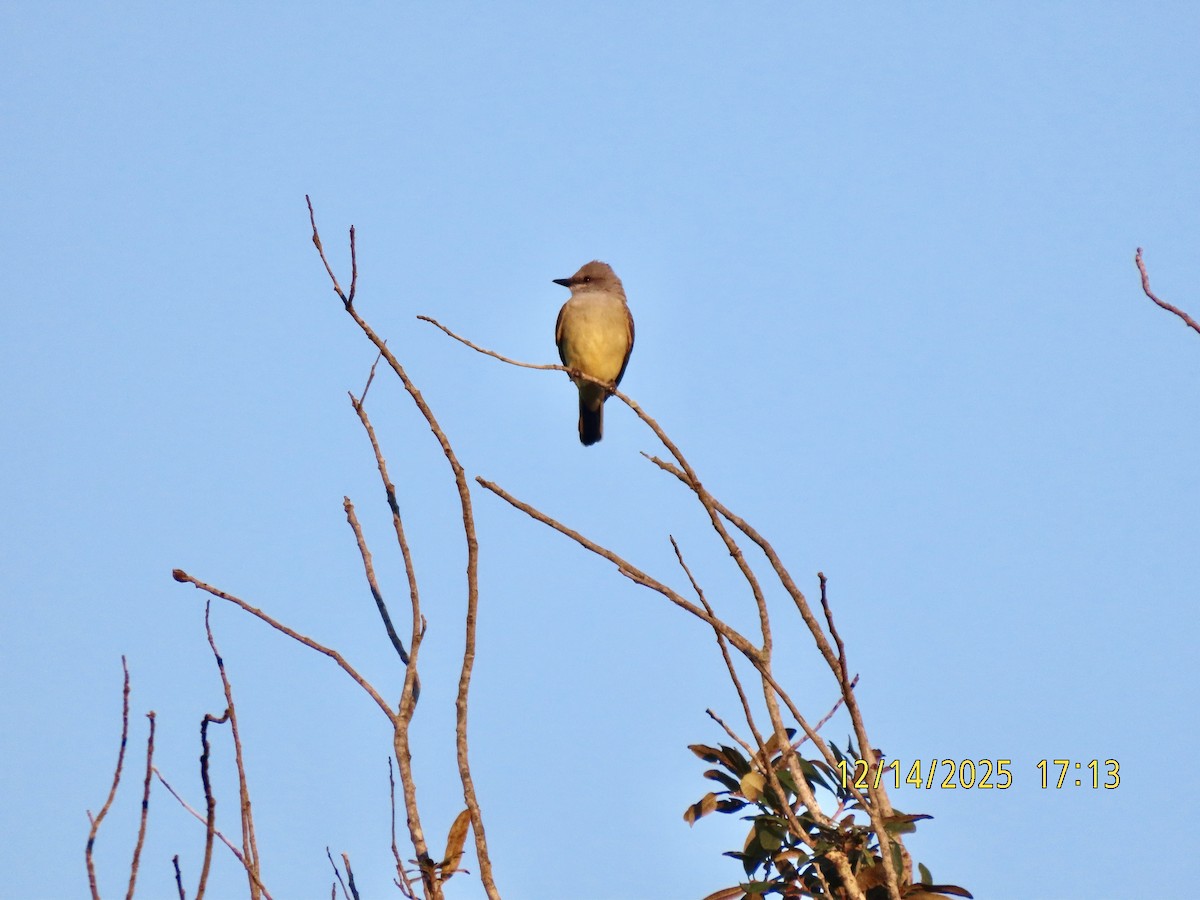 Western Kingbird - ML646930166
