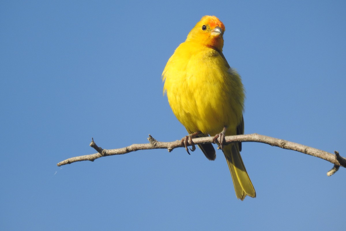 Saffron Finch - ML646930169