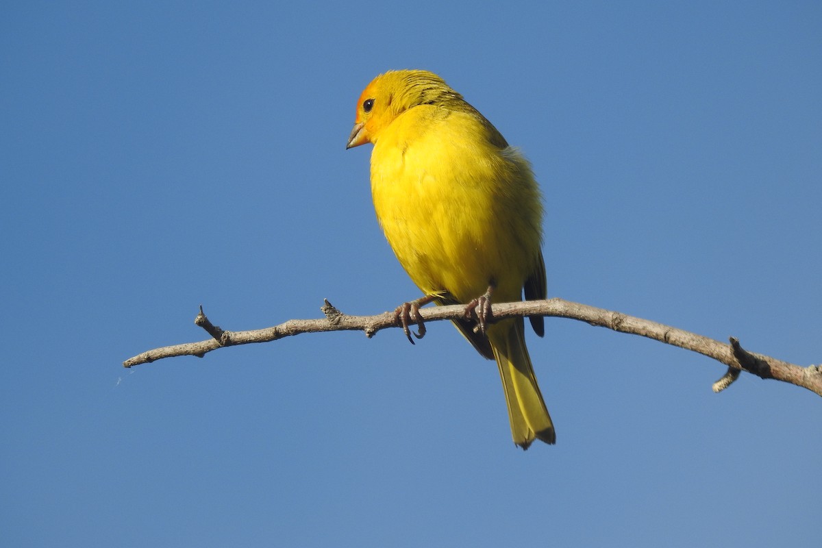 Saffron Finch - ML646930170