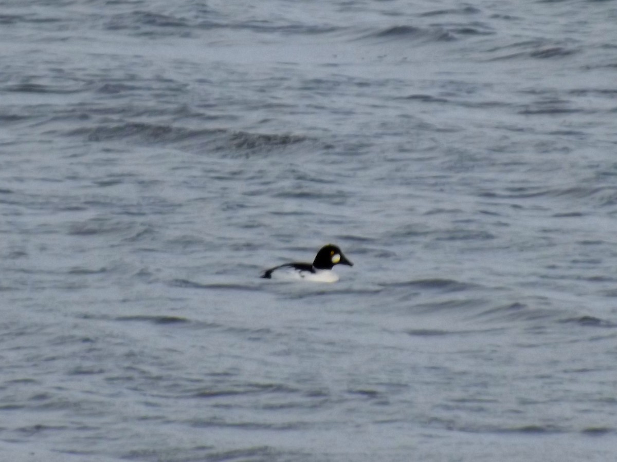 hohol severní - ML646930174