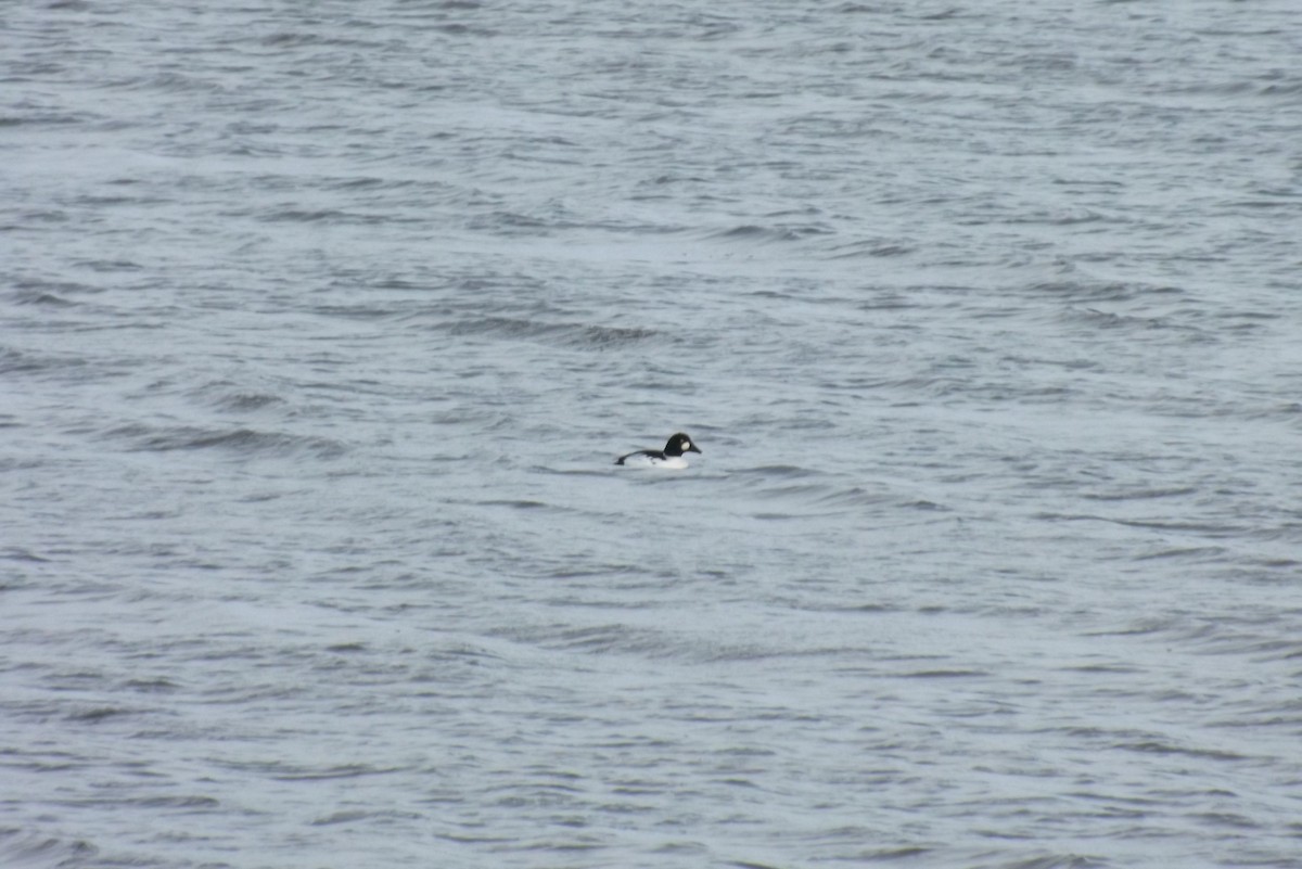 hohol severní - ML646930175