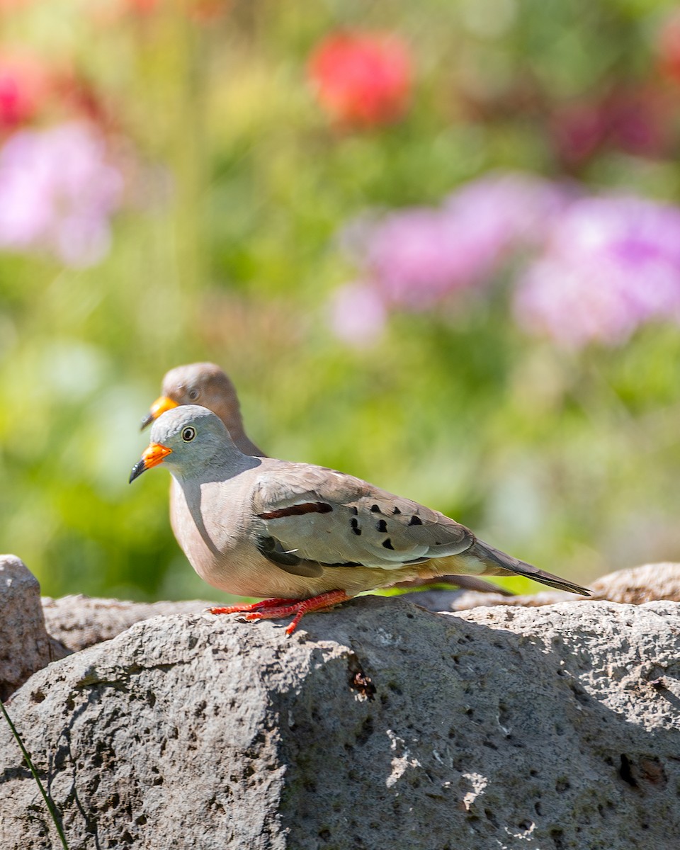 Croaking Ground Dove - ML646930177
